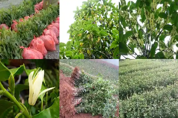 血桂花什时间开花1683160635266