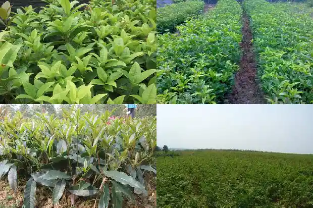 桂花天香台阁一年开几次花呀1683160687259