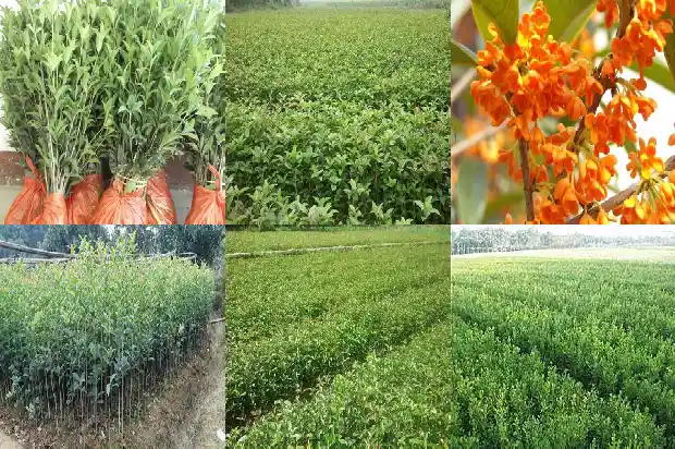 桂花天香台阁一年开几次花呀1683160687307