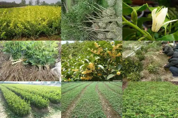 桂花天香台阁一年开几次花呀1683160687354