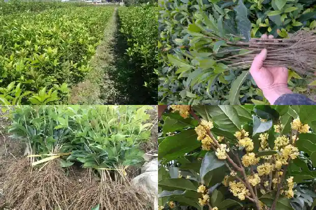 桂花喷水不香了1683160748514