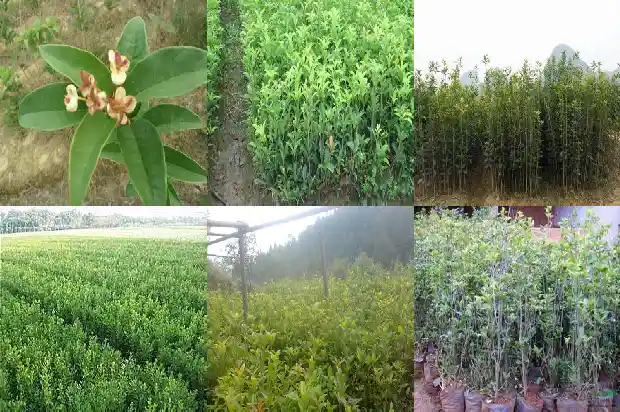 桂花树喷水1683160798039