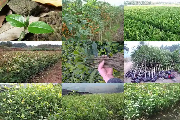 桂花树施肥量标准是多少1688433796509