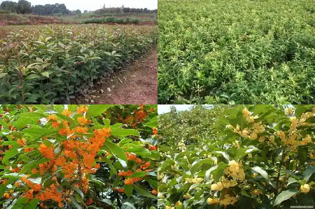 桂花树喷水1683160798135