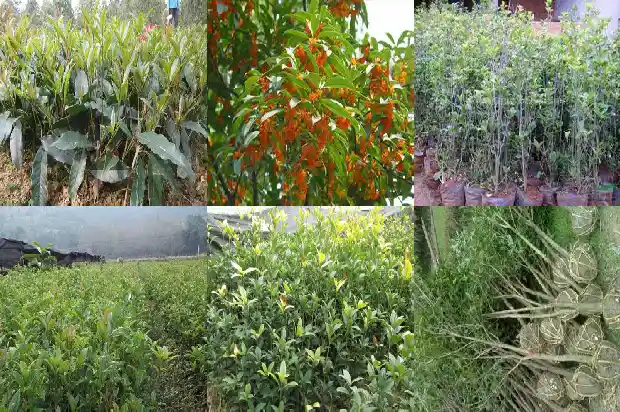 桂花树喷水1683160798181