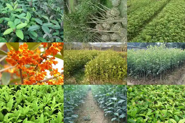 桂花与月桂1683160850390