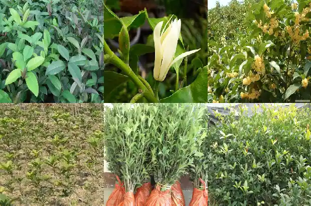 桂花与月桂1683160850438