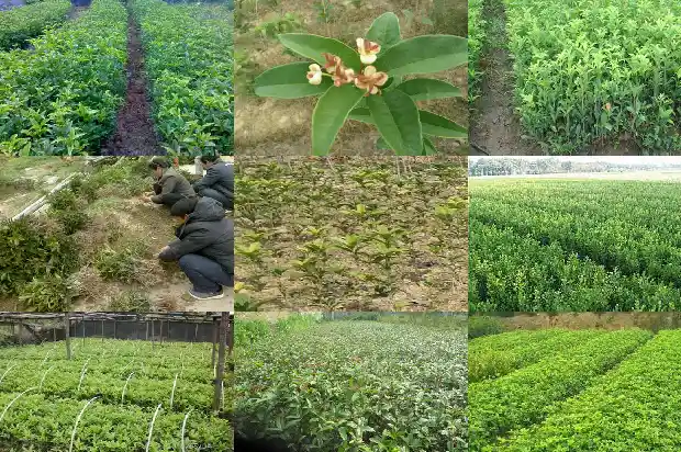 桂花与月桂1683160850486