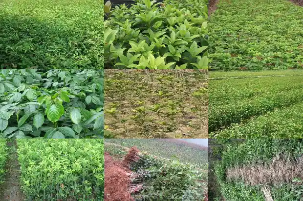 丹桂桂花蜜1683160908124