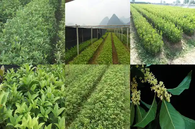 天香台阁桂花颜色1683160942337