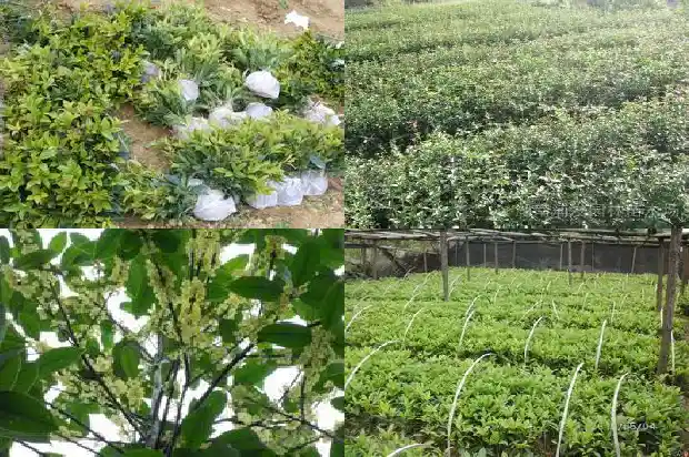 桂花土壤酸碱度1683160974109