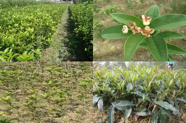 牛蒡根桂花茶有效果吗1689381465567