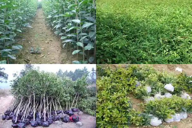 桂花适宜土壤1683161036709