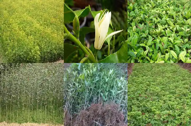 新鲜桂花做美食1683161066474