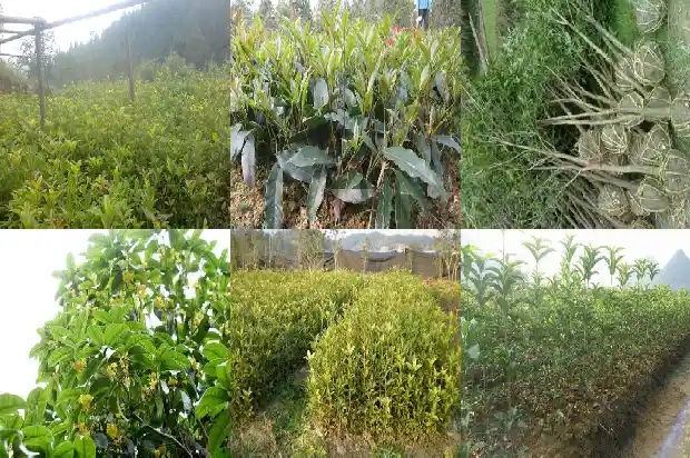 新鲜桂花做美食1683161066522