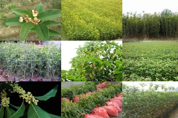 桂花叶子边缘有锯齿1683161101630