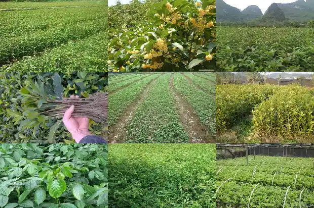 金桂花有几种1683161131632