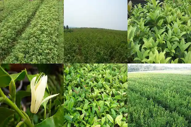 金桂花有几种1683161131679