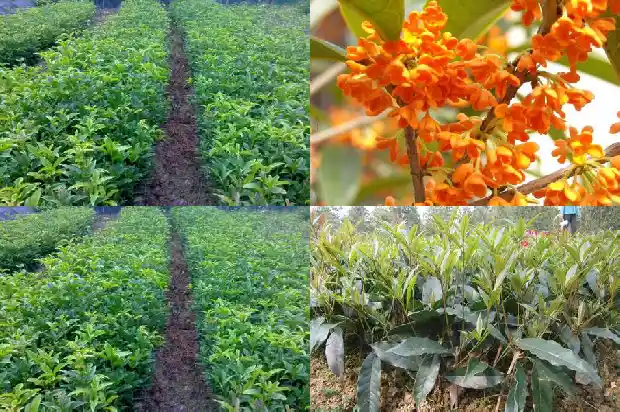 小桂花盆栽1683161191850