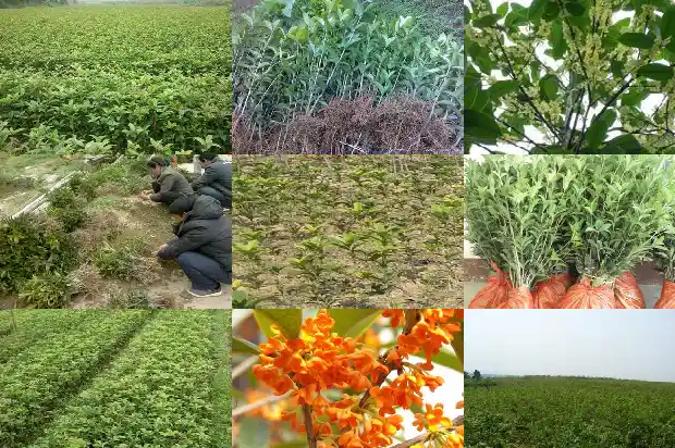 小桂花盆栽1683161191897