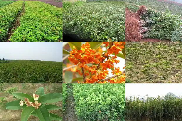 小桂花盆栽1683161191945