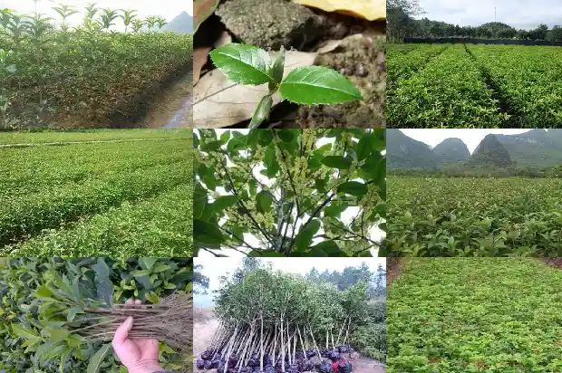 佛顶珠桂花养殖管理1683161224120