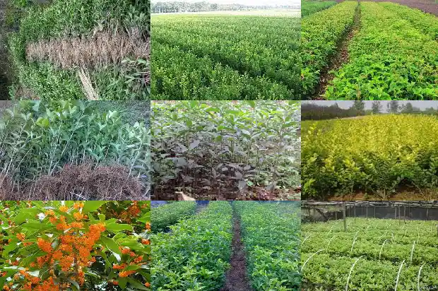 佛顶珠桂花养殖管理1683161224168