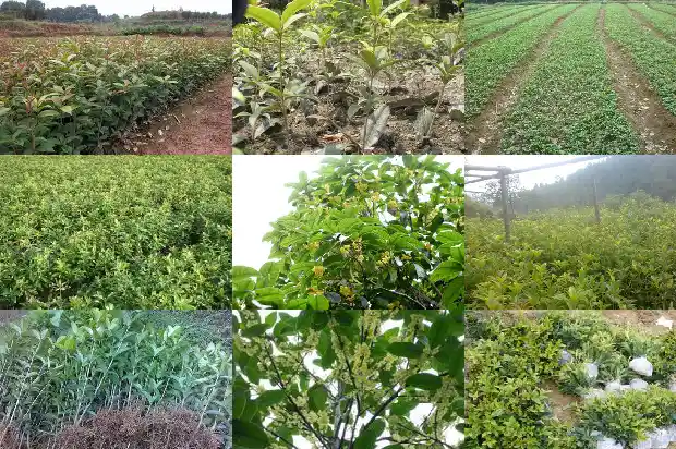 东方树叶桂花乌龙茶杭州哪个店有卖1689467648253