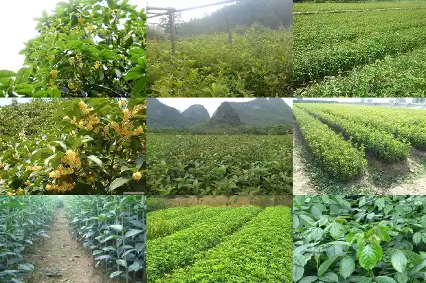 佛顶珠桂花养户1683161254142