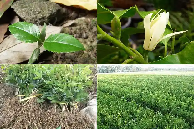 佛顶珠桂花养户1683161254190