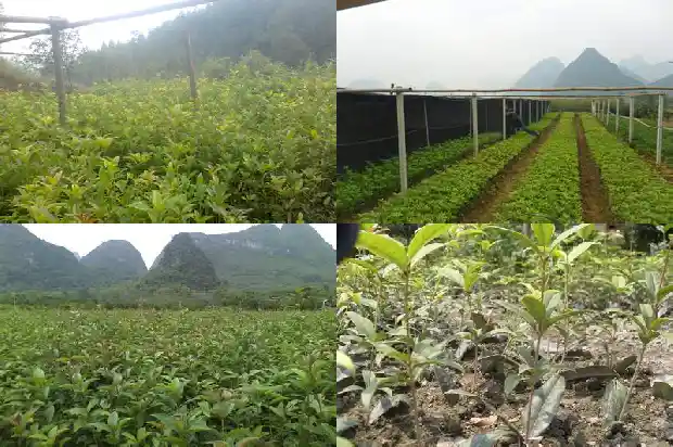 桂花树田间管理1683161309779