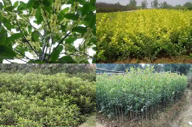 桂花树什么价格最好养殖1690330436217