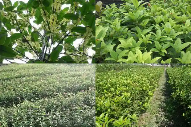 今年八月桂花为什么不开花了呢1688947809845