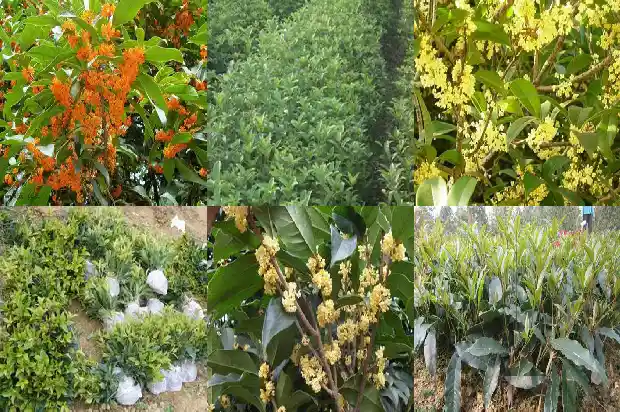 精品桂花盆景造型1683161377646