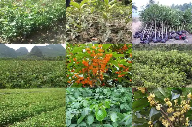 精品桂花盆景造型1683161377694