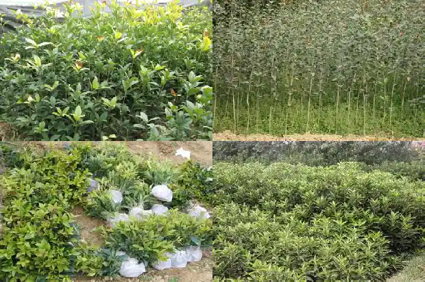 桂花树多久可以开花1690418374769