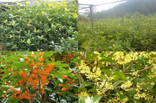 桂花树树形修剪1683161438248