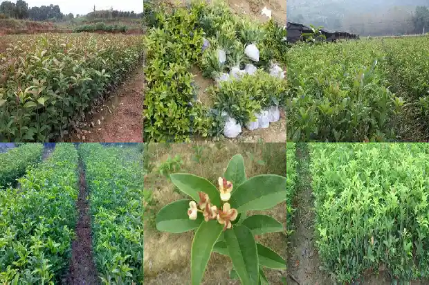 桂花树多少钱一棵最好看的1690331435225