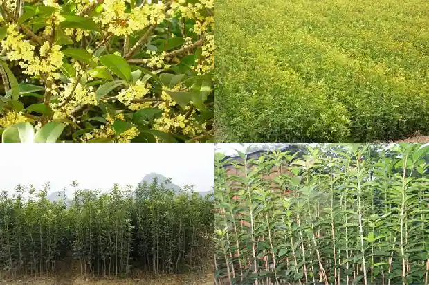 桂花树一般多大才开花结果实1683161496830