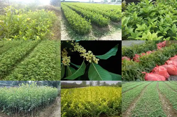 桂花树一般多大才开花结果实1683161496925