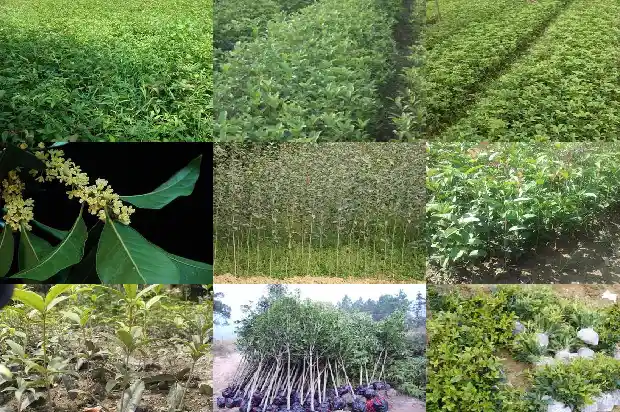 桂花树一般多大可以移栽了呢1683161522423