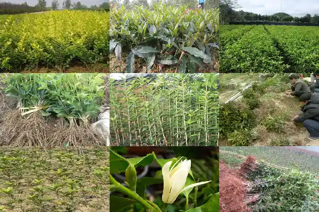 桂花树一般多大可以移栽了呢1683161522471