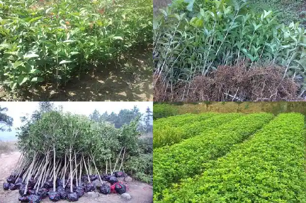 桂花树移栽树木怎样提高成活率高1683161548525