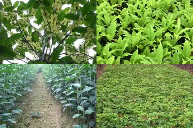 桂花树移栽树木怎样提高成活率高1683161548573