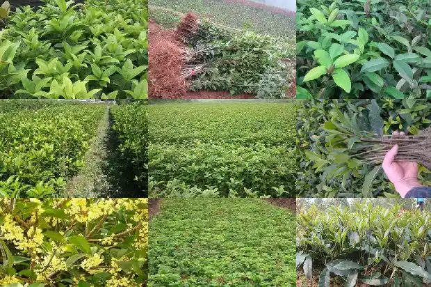 桂花树几月可以移栽种植1683161577309