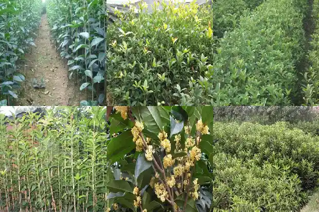 桂花树几月可以移栽种植1683161577356