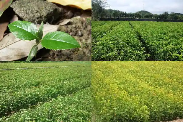 桂花树几月份可以移栽了1683161605637