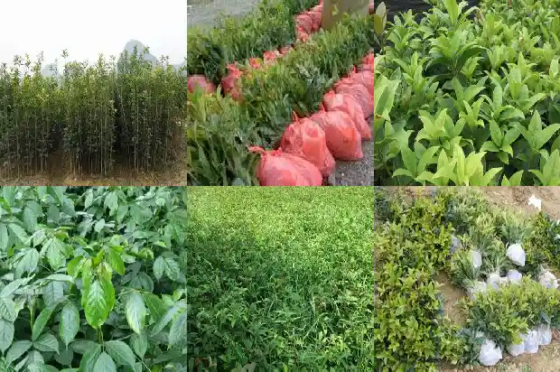桂花树多大才能开花结果子1683161635844