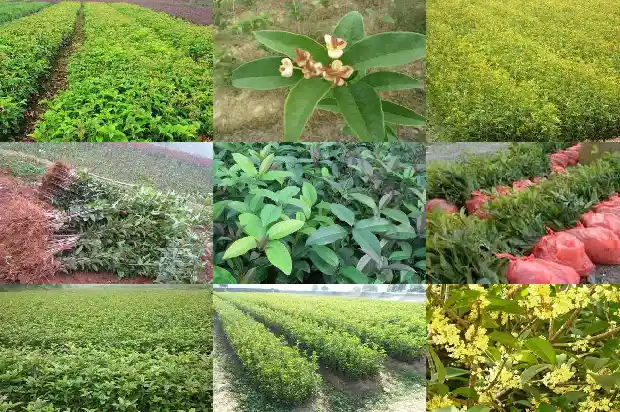桂花种子怎么放才能发芽1688608486835
