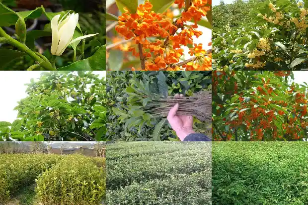 桂花树多大开花正常呢1683161664274